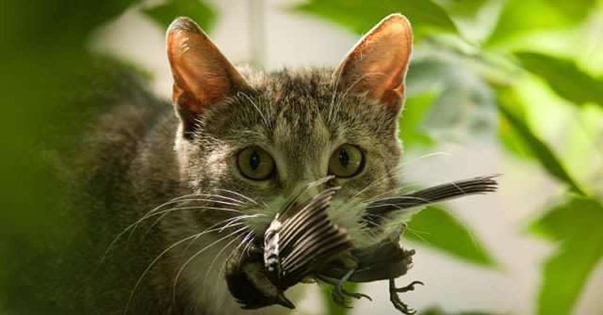 Chat Avenye
