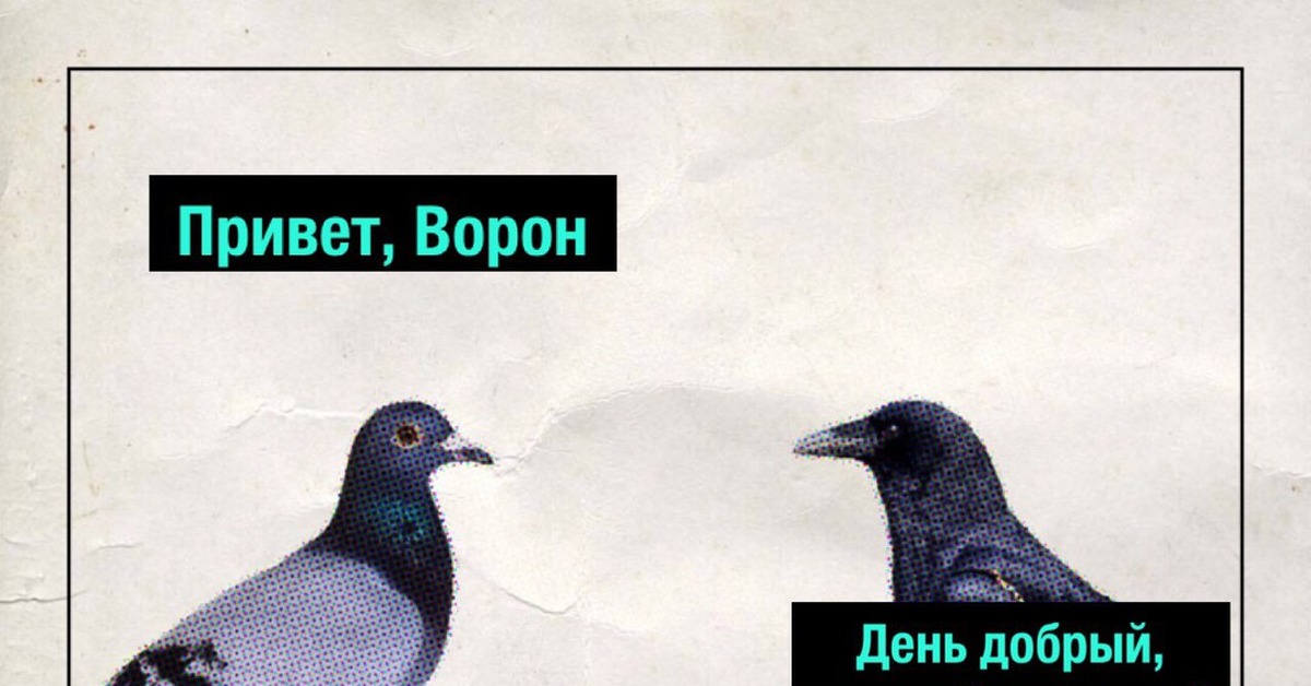 Привет ворон. Ворон гость. Привет гость ворон. Ворон из игры привет гость.