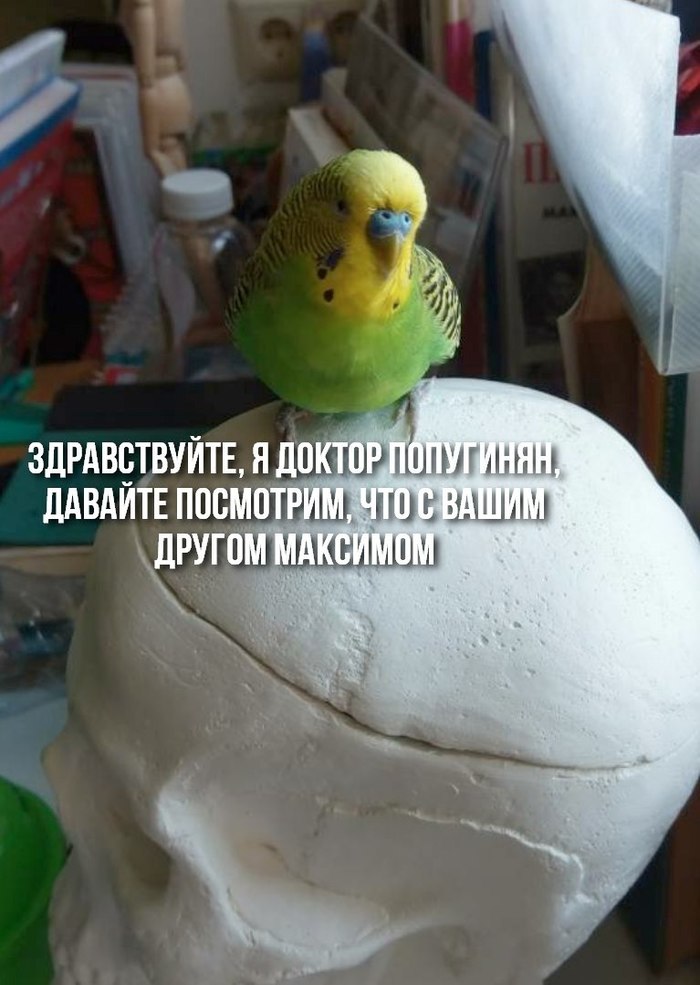 Doctor Popuginyan. - Doctor, The medicine, Survey, A parrot, Maksim, Как так?, Humor, Longpost, How?