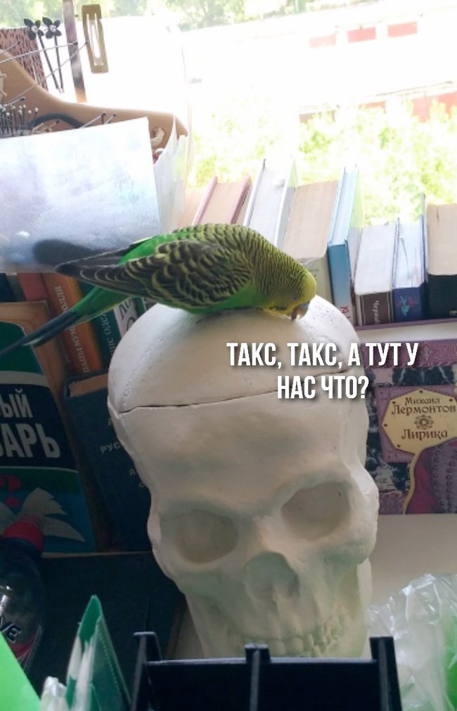 Doctor Popuginyan. - Doctor, The medicine, Survey, A parrot, Maksim, Как так?, Humor, Longpost, How?