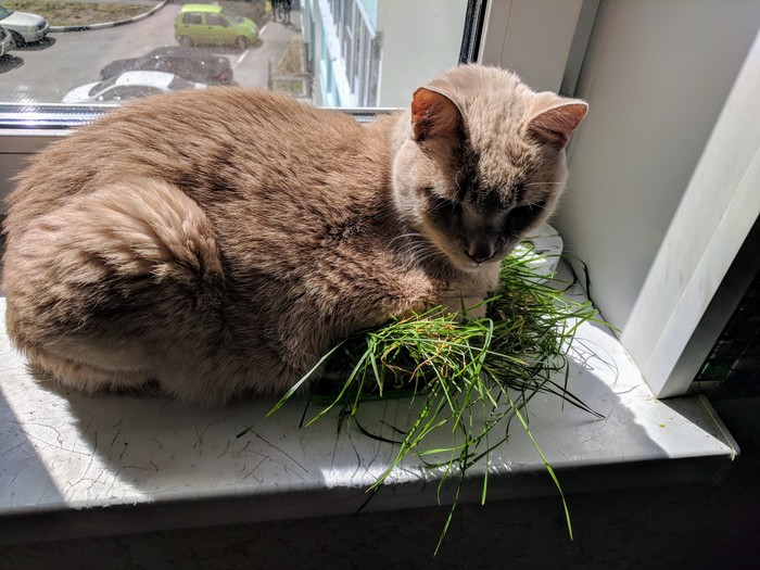 Spring, time to build a nest. - My, cat, Spring