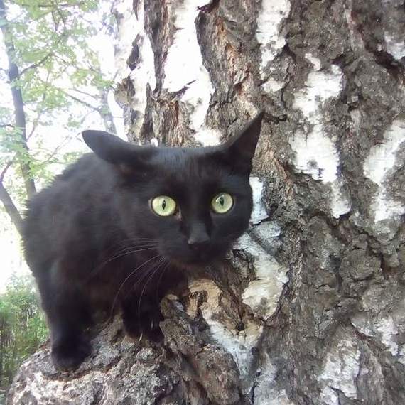 Why are birches making such a noise in Russia ... - My, cat, Walk, Birch, Lube