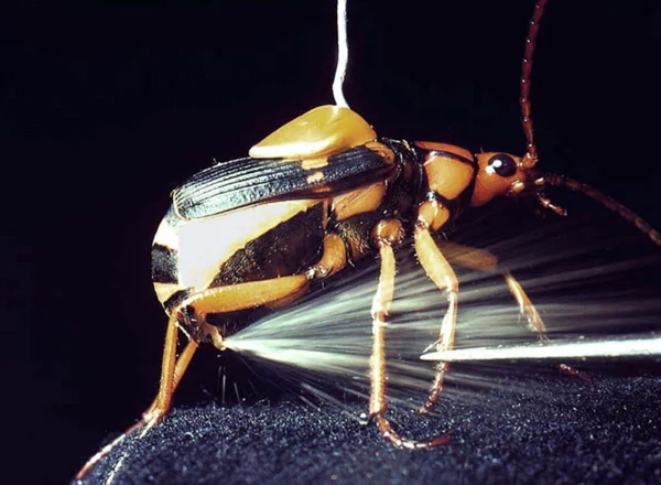 Book of Animals: Bombardier Beetle - My, bombardier beetle, Insects, Animals, Animal book, Longpost, Wild animals, GIF