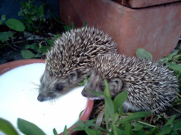 my guests - The photo, Hedgehog, My, Young