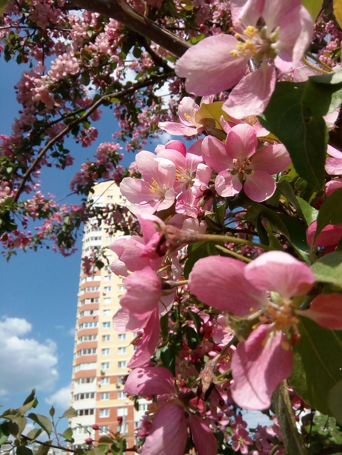 Apple tree in bloom - Balashikha, Apple tree, My, Longpost