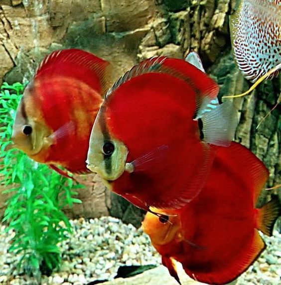 Красные дискусы