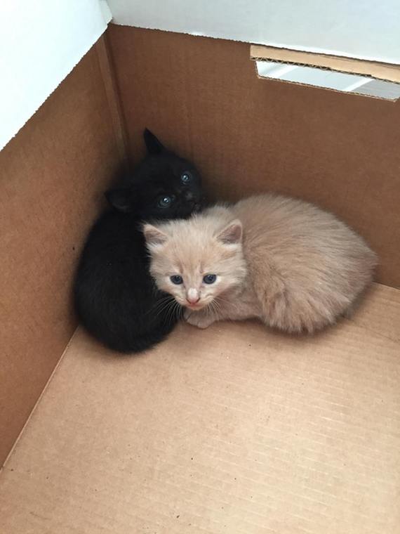 We found these kittens on the street, my wife and I will be new parents - cat, Foundling, Reddit