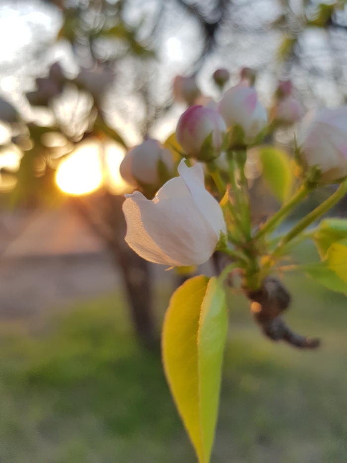 On the Sunset . - My, Irkutsk, Flowers, Longpost