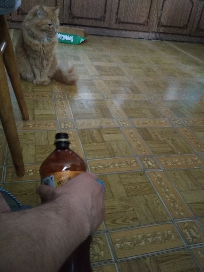 Resisting temptations - My, cat, Alcohol, Catomafia, Longpost