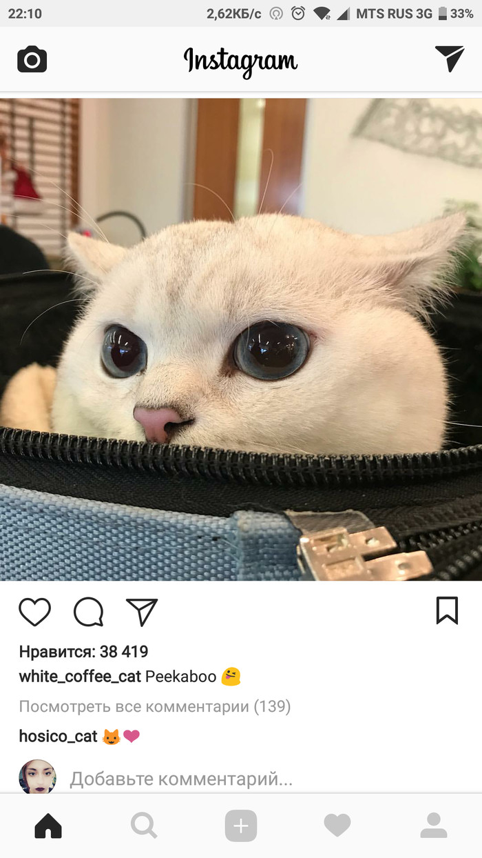 PEEKABOO - Instagram, Catomafia, cat