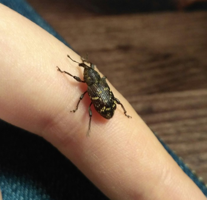 Question to the league of biologists: what kind of beetle? - My, Жуки, Insects, Young Naturalist, Longpost