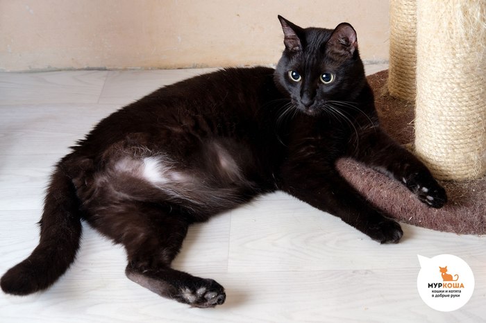 Mota's leg was amputated, but he still believes in the best! - My, Murkosha, Murkosh shelter, Animal shelter, cat, Animals, Three-legged, Touching, Video, Longpost