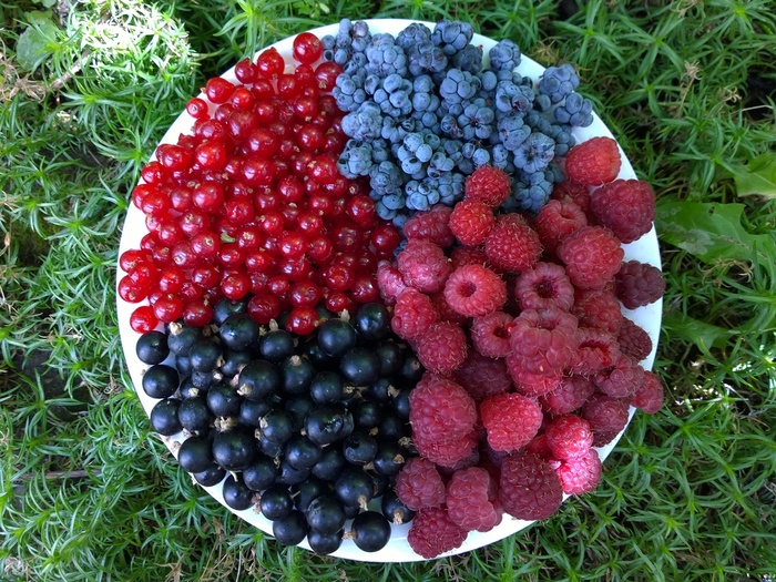Summer is coming - My, Berries, The photo, Summer, Raspberries, Currant, Blackberry