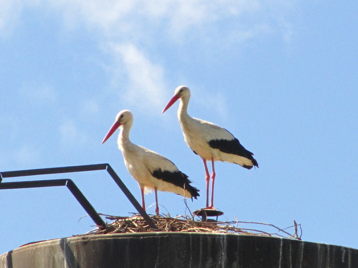 Storks on the border - My, White stork, Yaroslavskaya oblast, Birds, Interesting