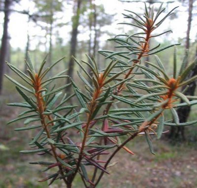 Ledum - forest rosemary - Food, Cooking, Spices, Bagulnik, reference, Directory, Longpost