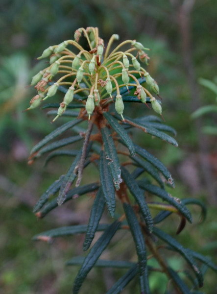 Ledum - forest rosemary - Food, Cooking, Spices, Bagulnik, reference, Directory, Longpost