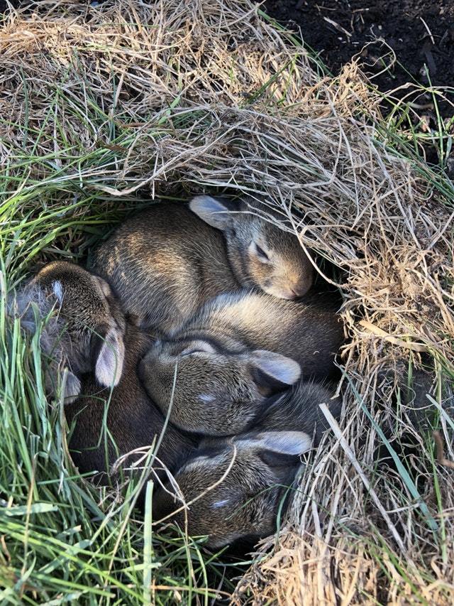 New additions to the backyard. - Rabbit, Animals, Milota, Reddit