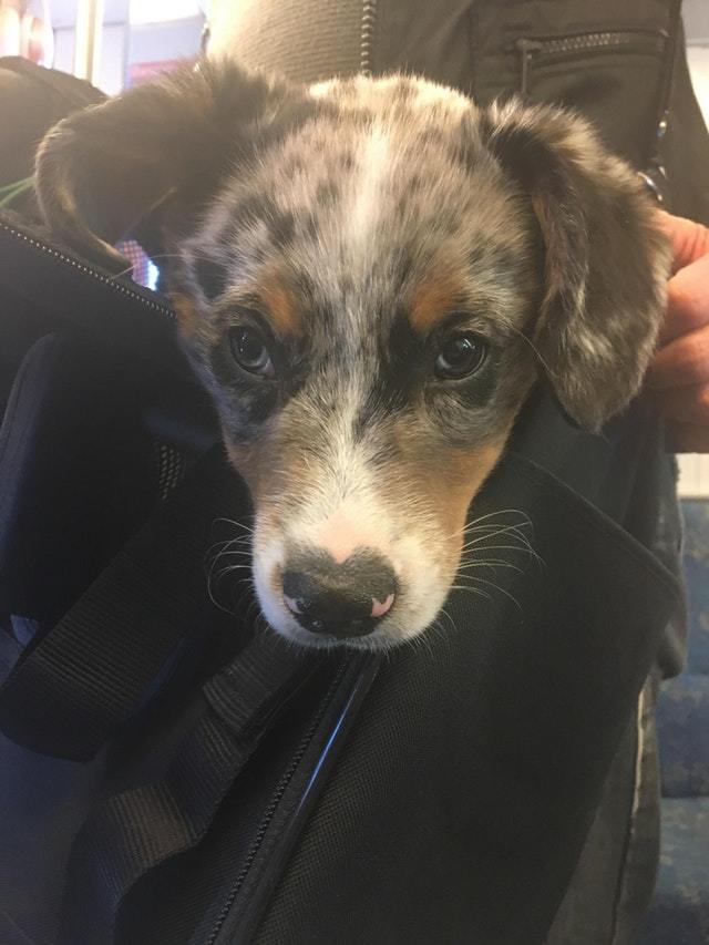 Met this little guy on the train. - Dog, Animals, Pets, Milota, Reddit