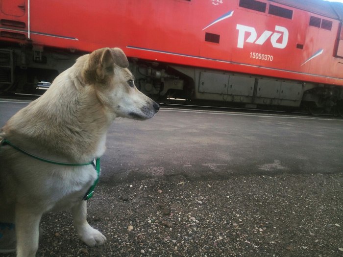 On a trip with a dog - My, Dog, Relocation, A train, Travel in Russia, Personal experience, Longpost