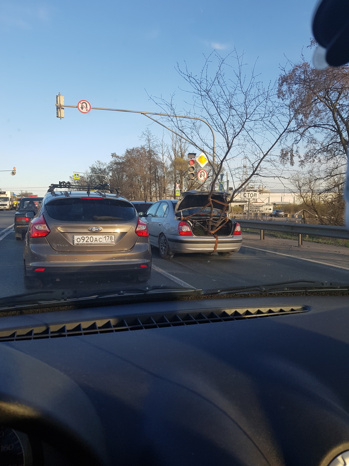 Flower bed in the car - My, Tree, Car, Flower bed, Longpost