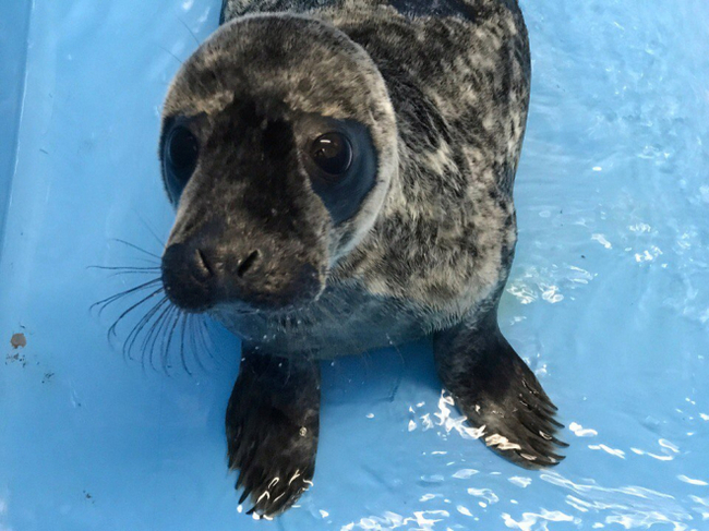 Seal cub Goglik, rescued in the Leningrad region this winter, has passed into adulthood - Leningrad region, The Gulf of Finland, Seal, Video, Longpost