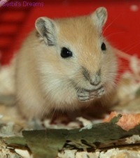 Versele-Laga Complete Hamster & Gerbil