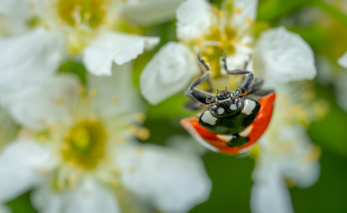 ladybug - My, ladybug, Macro, Macrohunt, Bird cherry, Portrait, Mp-e 65 mm, Macro photography