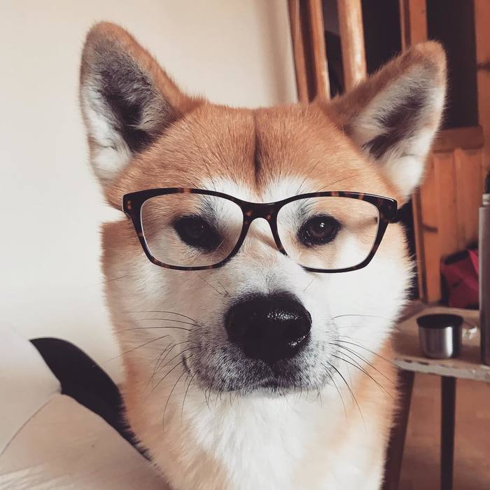 Just mercy in the tape. Goro teacher (Akita Inu) - My, Milota, Akita inu, Dog, Glasses, Pets, The photo