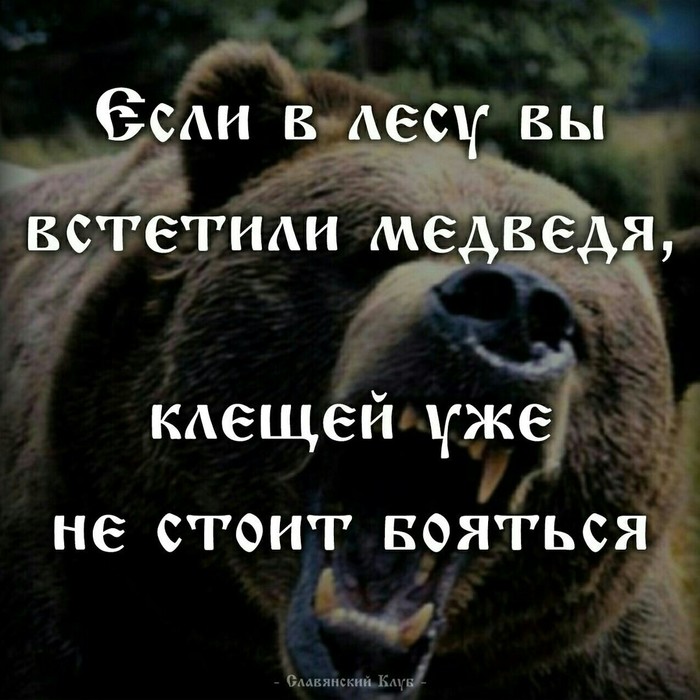 Logically) - The bayanometer is silent, Bear, Picture with text, The Bears