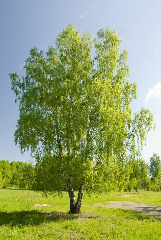 А вы знаете что... - Березы, Латынь, Betula pendula