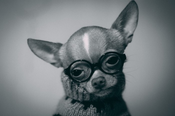 Very tired. - My, Chihuahua, Dog, Pullover, Glasses