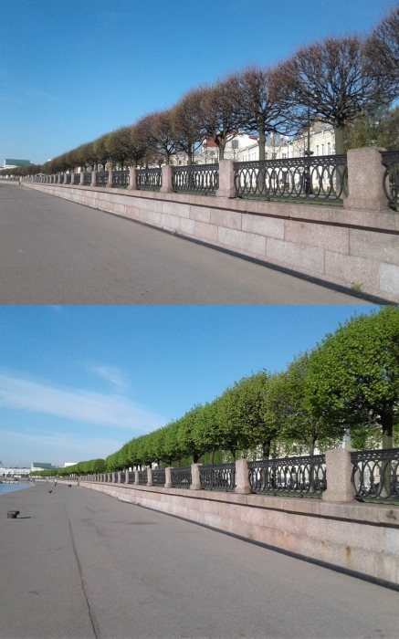 How the heat in St. Petersburg caused express greening of trees - Saint Petersburg, Heat, Nature