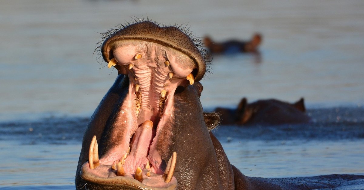 Сколько зубов у бегемота фото