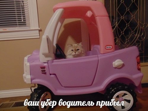 Uber taxi - Taxi, Uber, cat