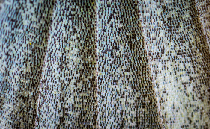 Butterfly wing fragment - My, Macro, Butterfly, Belyanka, Insects, , , Wings, Mp-e 65 mm, Macro photography