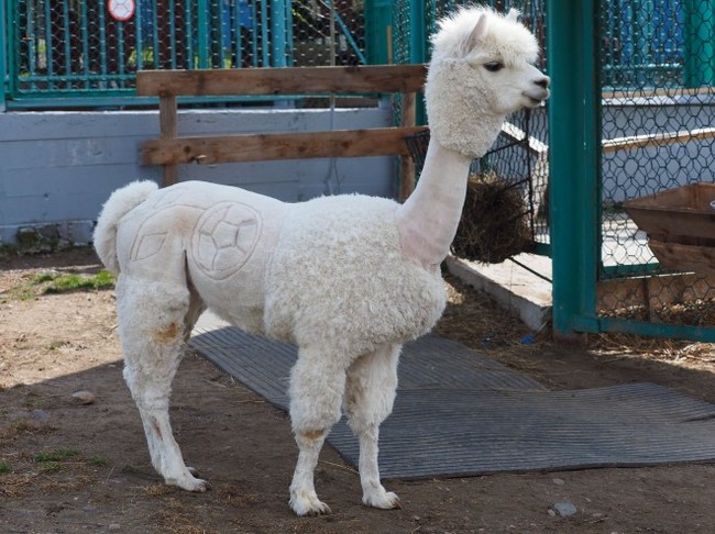 In Krasnoyarsk, alpacas got haircuts for the 2018 FIFA World Cup - 2018 FIFA World Cup, Football, Alpaca, Russia