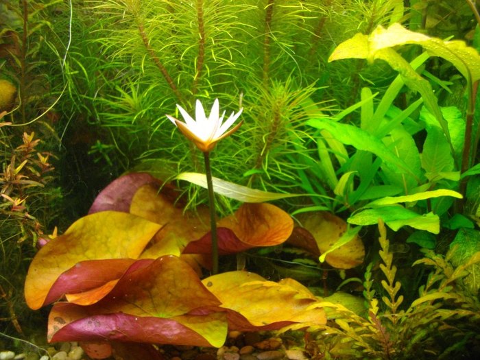 Flowering aquarium plants - Aquarium, Aquarium plants, Anubias, Bloom, Longpost