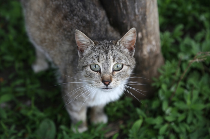 Деревенская котомафия - Кот, Фотография