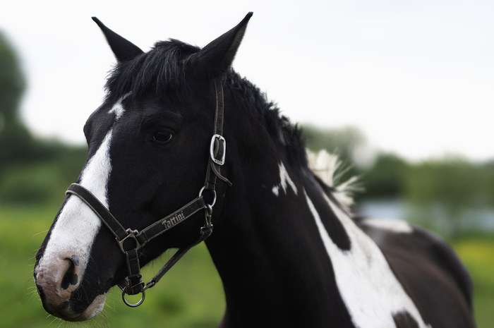 Traveled to the area... - My, Horses, Horse, Horses, , Longpost, Kaliningrad region, 