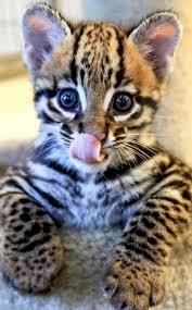 Ocelot is also a cat! - cat, Ocelot