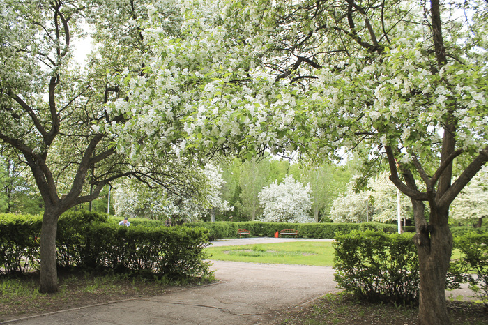 Walk in the park - My, Beginning photographer, Tolyatti, The park, Nature, Landscape, Longpost