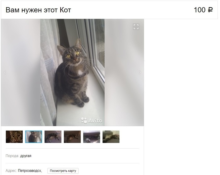 Ad on Avito - Avito, My, Longpost, cat, Funny ads