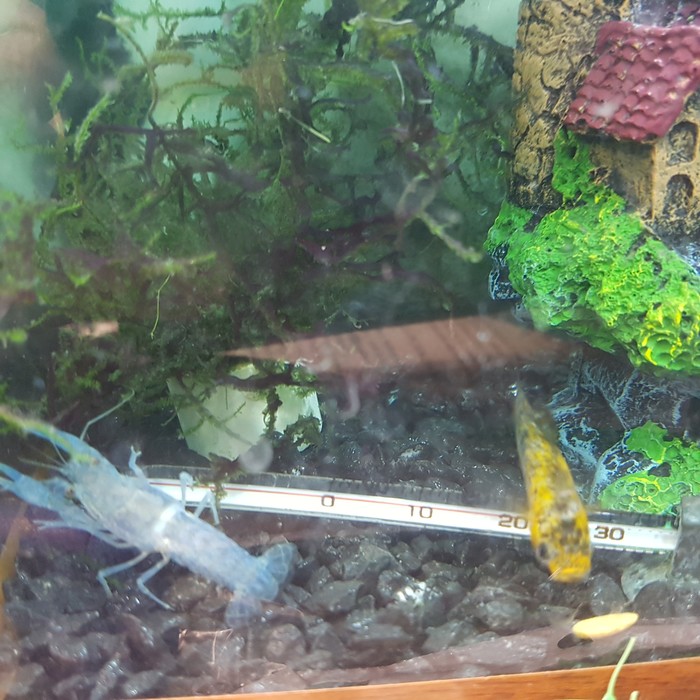 Cuban party - My, Crayfish, Cubans, Aquarium