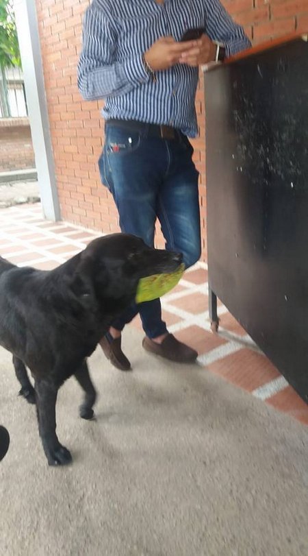 After a homeless dog saw that people were using money in exchange for cookies, he began to bring leaves to be fed. - Dog, The photo, Food, Milota, Leaves, Homeless, Cookies, Longpost