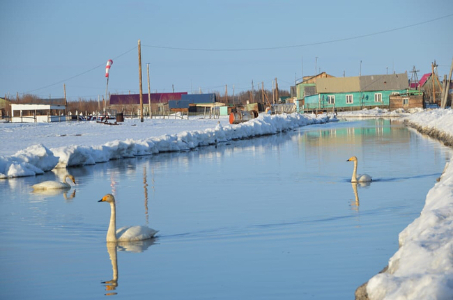 Swans flew to the village of Munurdakh, Abyisky district of Yakutia. - Yakutia, , , , Swans, The photo, Longpost