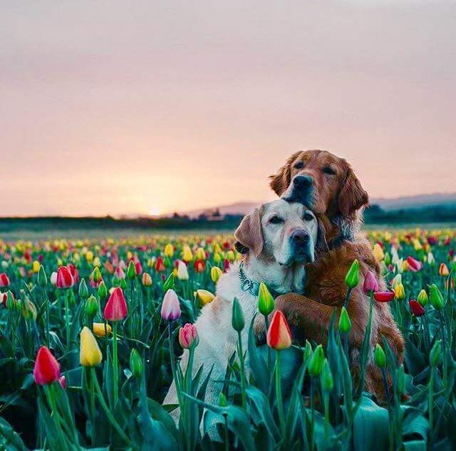 Family photo - , Flowers, beauty, The photo, Hugs, Dog