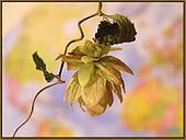 Hops and its uses - Food, Recipe, Cooking, Hop, reference, Directory, Longpost