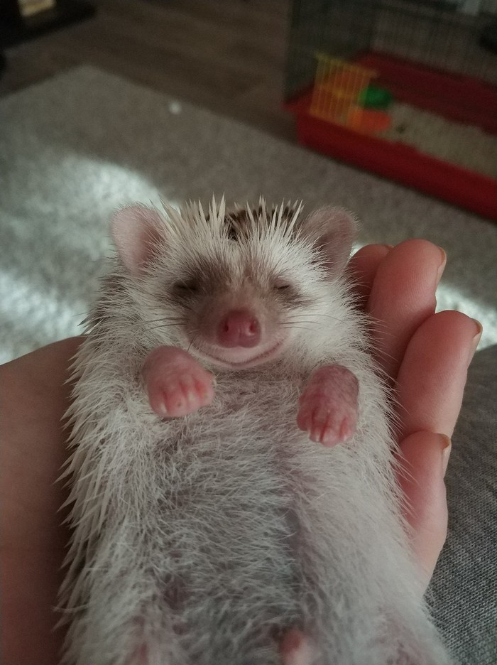 Friends decided to surprise with a gift - My, African pygmy hedgehog, Pets, Longpost