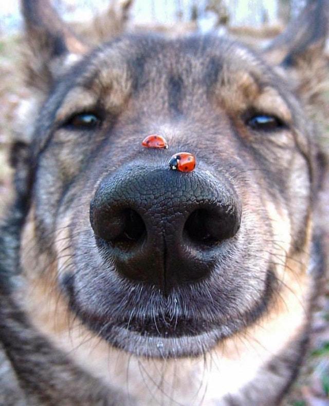 Two ladybugs have landed on his nose! - Dog, Animals, Pets, Milota, Reddit