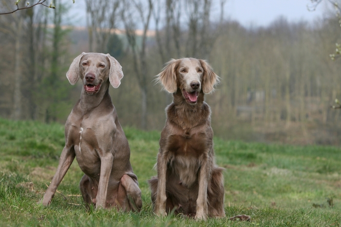 About breeds of dogs. - Dog, Weimaraner, Dog breeds, Hunting dogs, Cops, Longpost